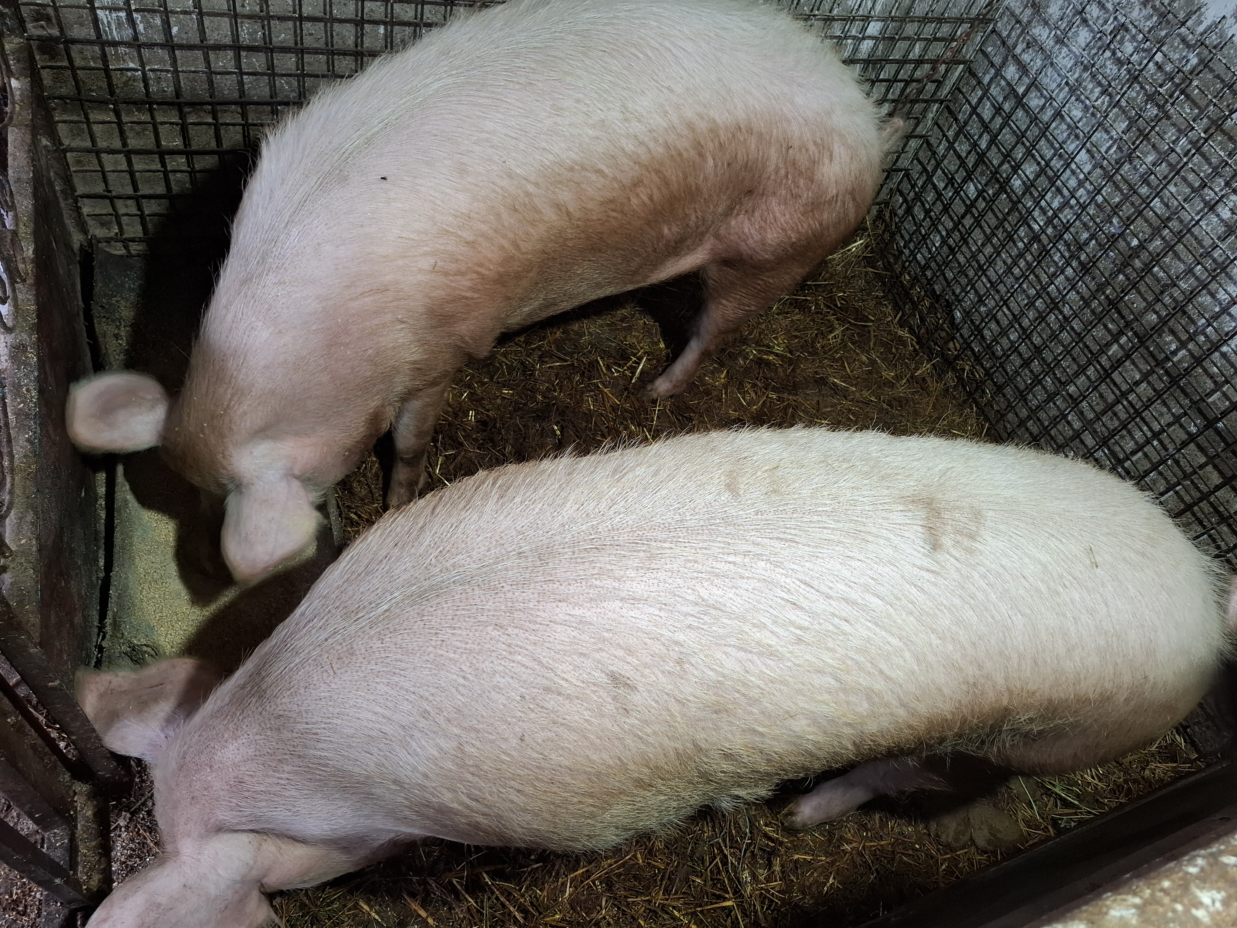 Vând porci pentru sacrificare